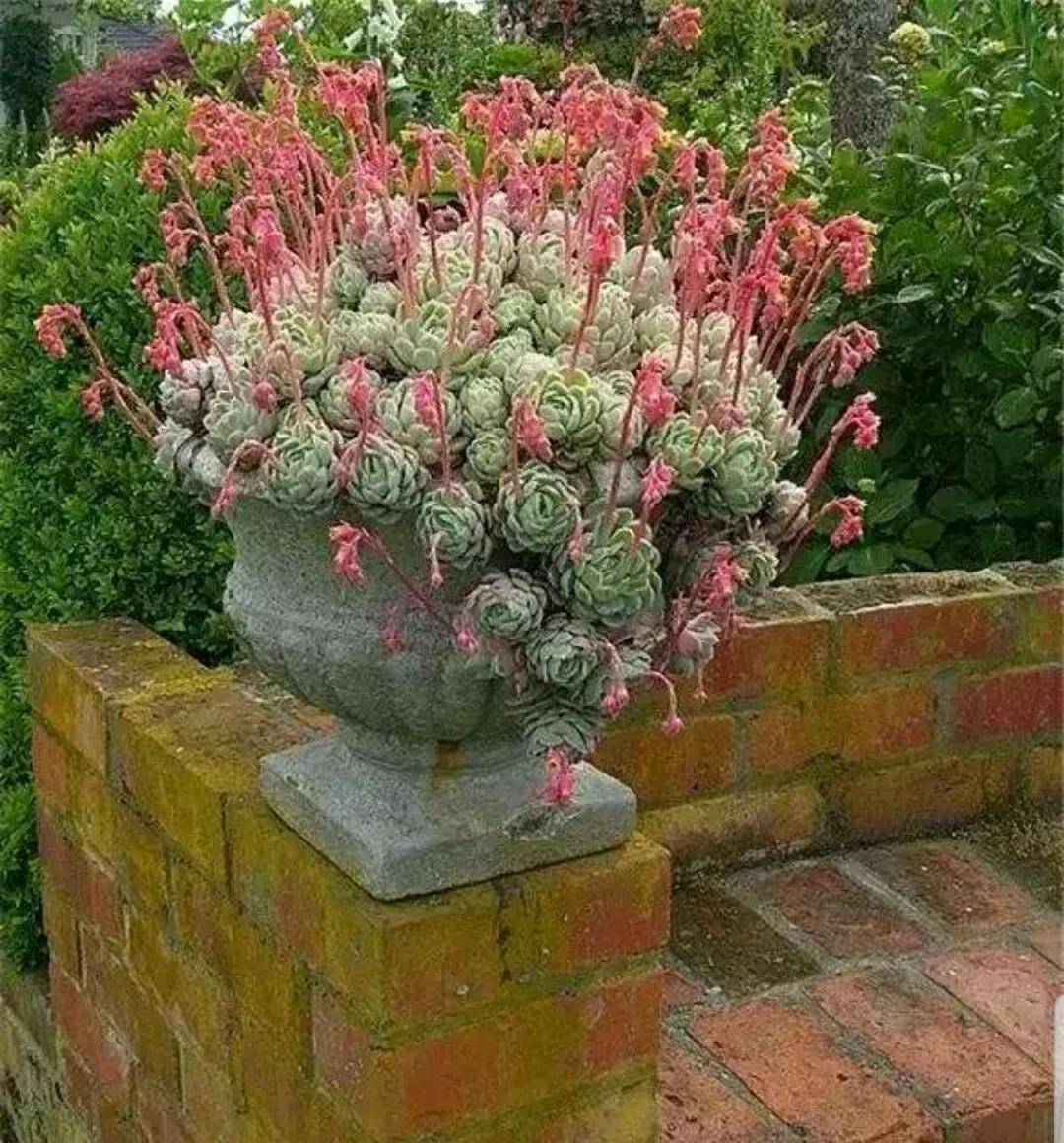 多肉開花剪下來可以種嗎_開花剪掉多肉需要剪枝嗎_多肉開花需要剪掉嗎