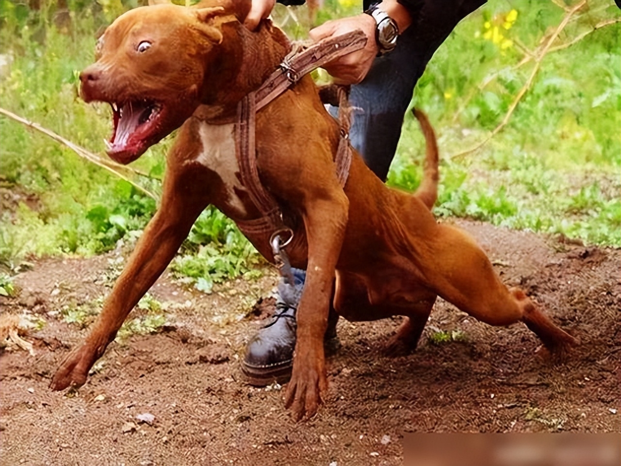脾氣好的狗有什么特征_十種脾氣最好的狗_脾氣有點狗是什么意思