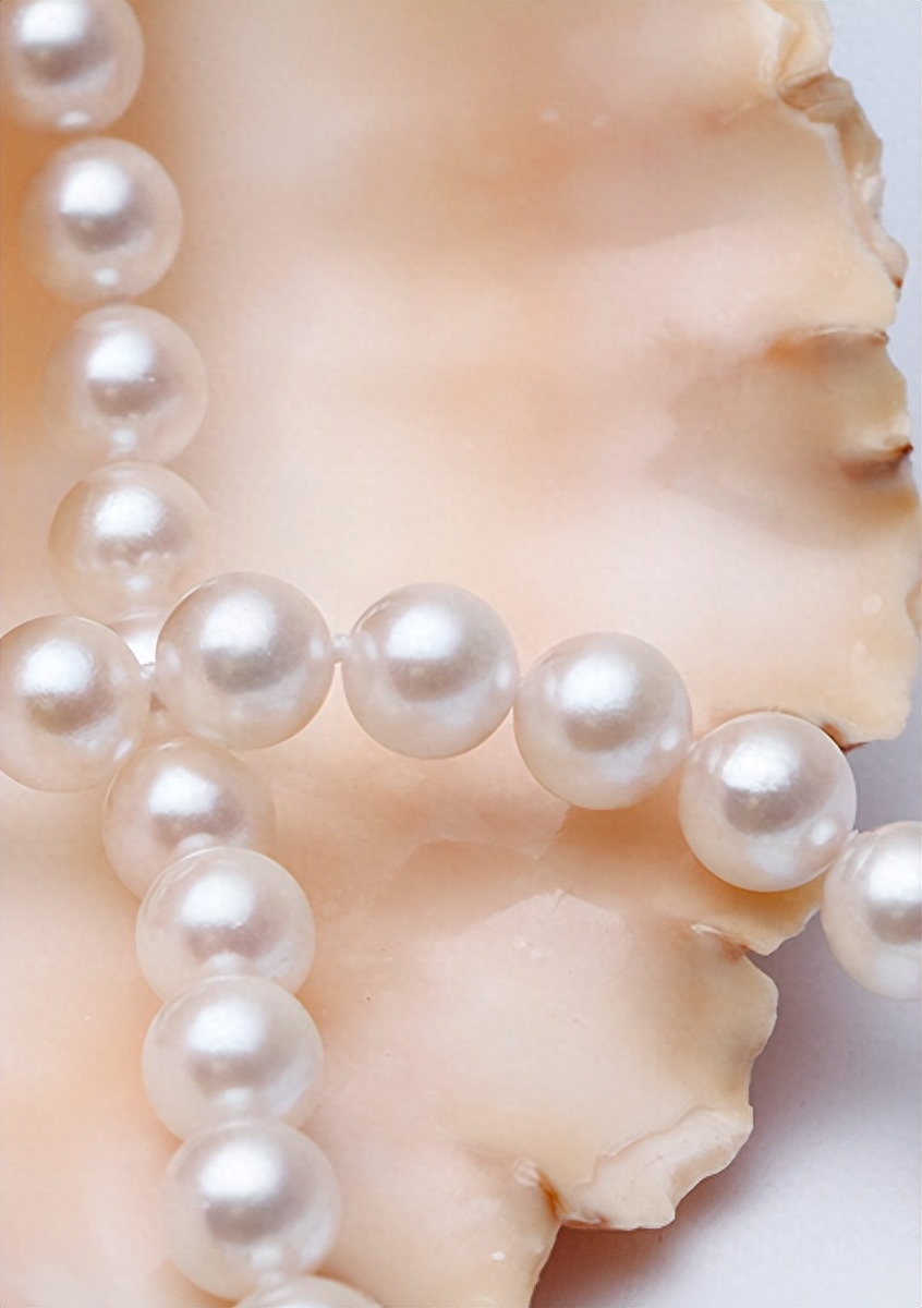 彩虹珍珠多肉_多肉彩虹糖和紫珍珠區別_多肉彩虹和紫珍珠區別