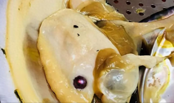 彩虹珍珠多肉_多肉彩虹糖和紫珍珠區(qū)別_珍珠彩虹多肉好養(yǎng)嗎