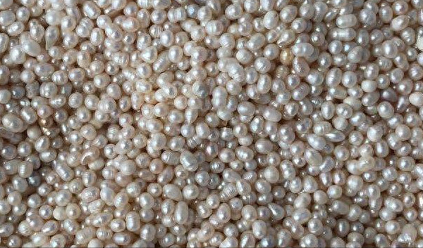 珍珠彩虹多肉好養(yǎng)嗎_多肉彩虹糖和紫珍珠區(qū)別_彩虹珍珠多肉