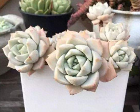 7種“養不死”的多肉，扔花盆里不用管，自己就能長爆盆