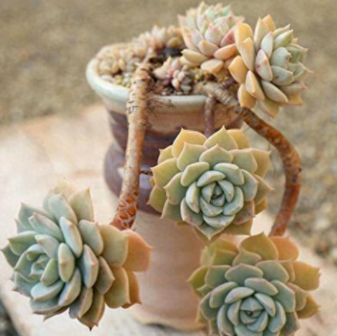 多肉火祭的繁殖方法_多肉火祭怎么繁殖視頻_怎樣養(yǎng)多肉火祭