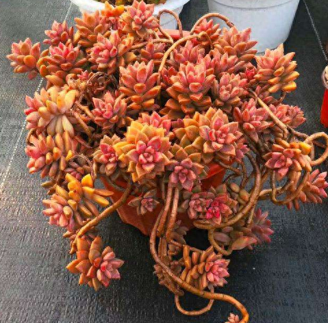 多肉火祭的繁殖方法_怎樣養(yǎng)多肉火祭_多肉火祭怎么繁殖視頻