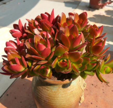 怎樣養(yǎng)多肉火祭_多肉火祭的繁殖方法_多肉火祭怎么繁殖視頻