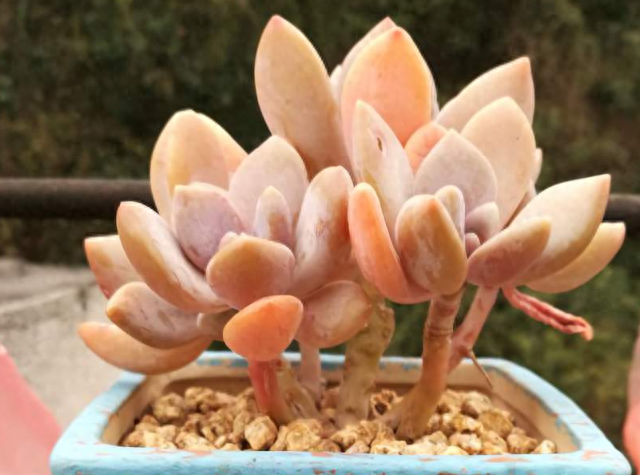 多肉火祭怎么繁殖視頻_多肉火祭的繁殖方法_怎樣養(yǎng)多肉火祭