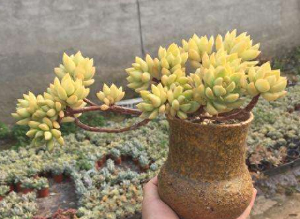 多肉火祭的繁殖方法_多肉火祭怎么繁殖視頻_怎樣養(yǎng)多肉火祭