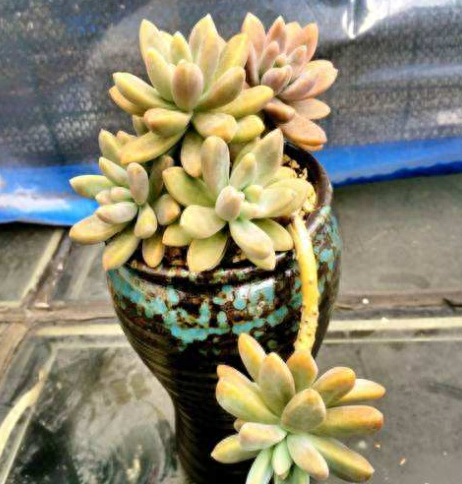 多肉火祭的繁殖方法_怎樣養(yǎng)多肉火祭_多肉火祭怎么繁殖視頻