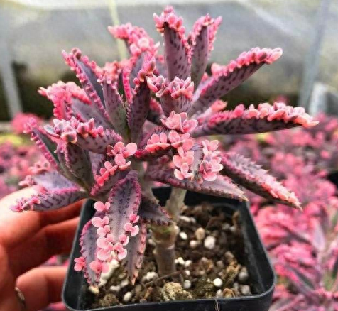 多肉火祭怎么繁殖視頻_怎樣養(yǎng)多肉火祭_多肉火祭的繁殖方法