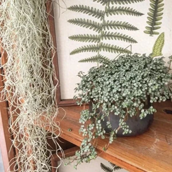 彩虹珍珠多肉_多肉彩虹和紫珍珠區別_多肉彩虹糖和紫珍珠區別