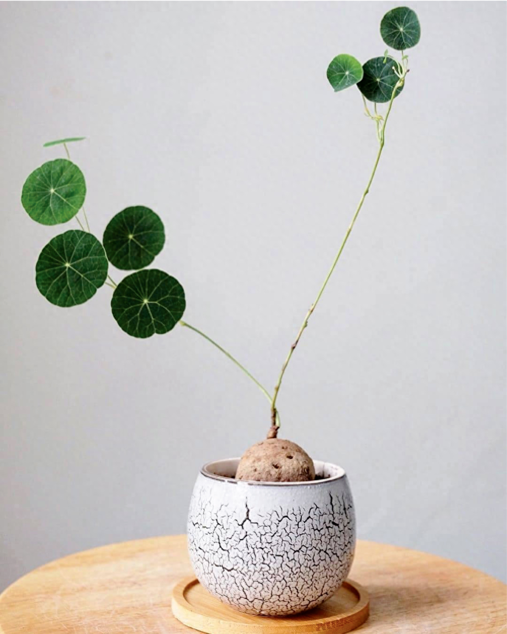 多肉彩虹和紫珍珠區別_多肉彩虹糖和紫珍珠區別_彩虹珍珠多肉