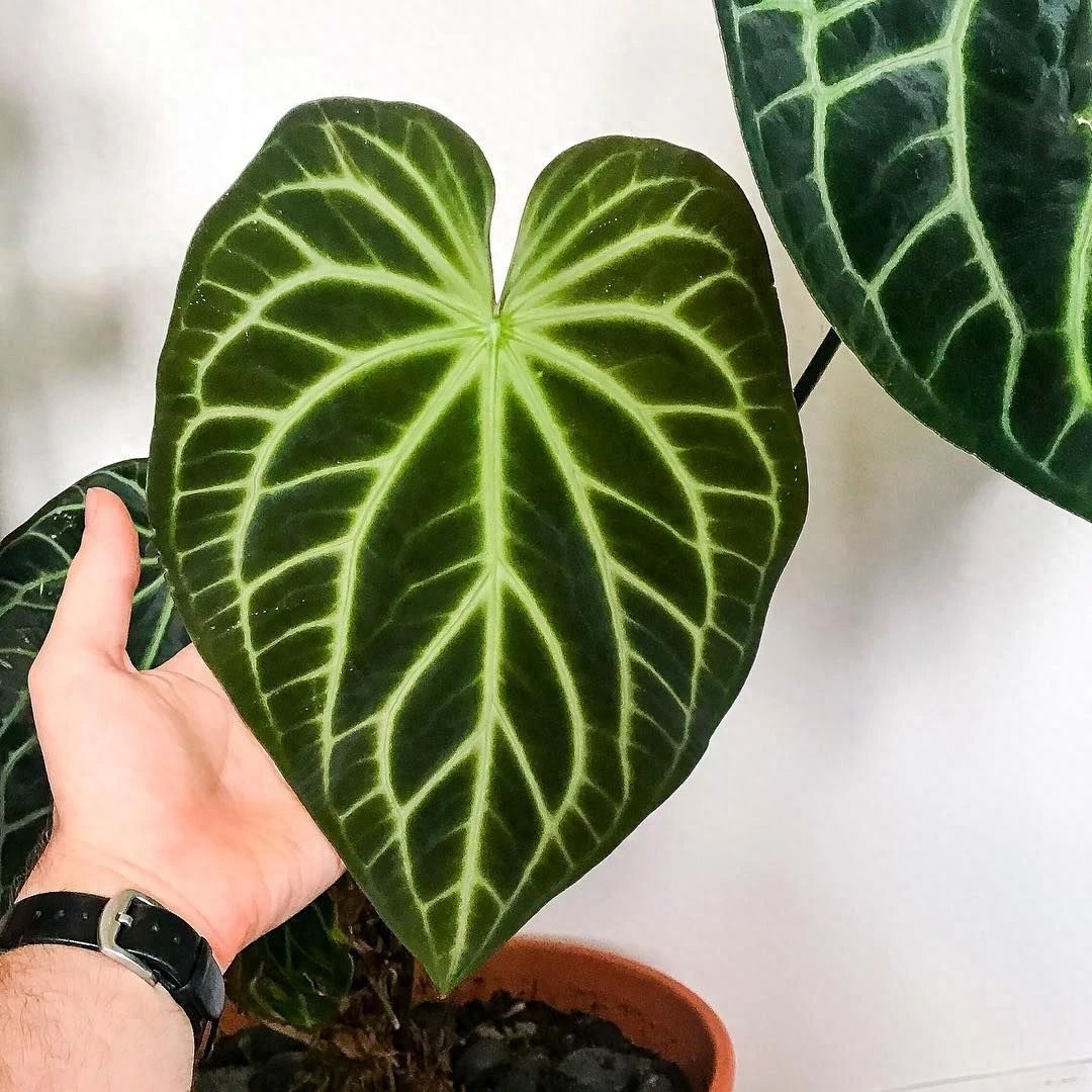 多肉彩虹糖和紫珍珠區別_彩虹珍珠多肉_多肉彩虹和紫珍珠區別