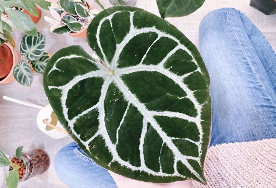 多肉彩虹和紫珍珠區別_多肉彩虹糖和紫珍珠區別_彩虹珍珠多肉