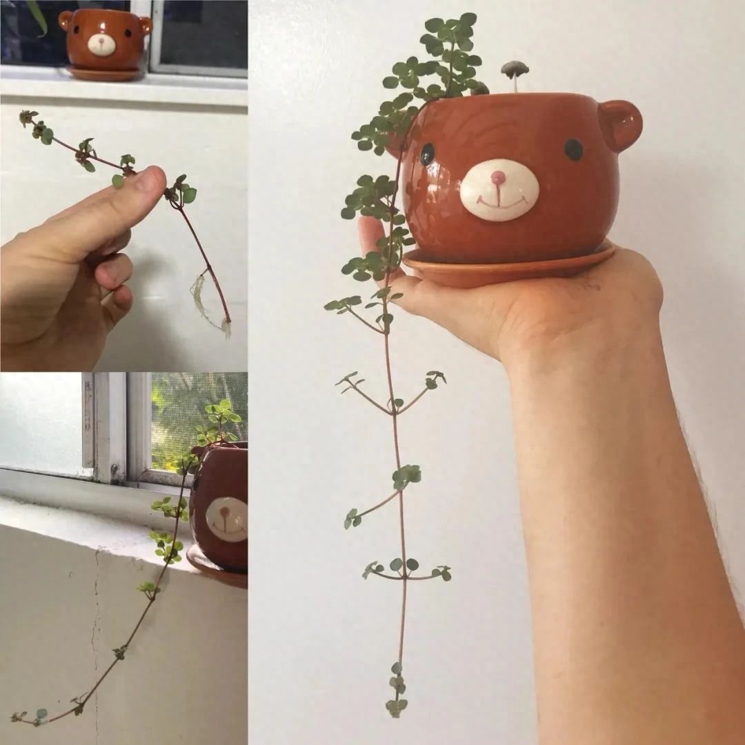 多肉彩虹糖和紫珍珠區別_多肉彩虹和紫珍珠區別_彩虹珍珠多肉