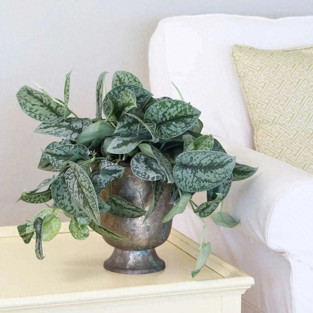 彩虹珍珠多肉_多肉彩虹和紫珍珠區別_多肉彩虹糖和紫珍珠區別