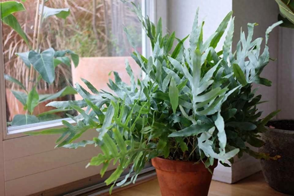 彩虹珍珠多肉_多肉彩虹糖和紫珍珠區別_多肉彩虹和紫珍珠區別