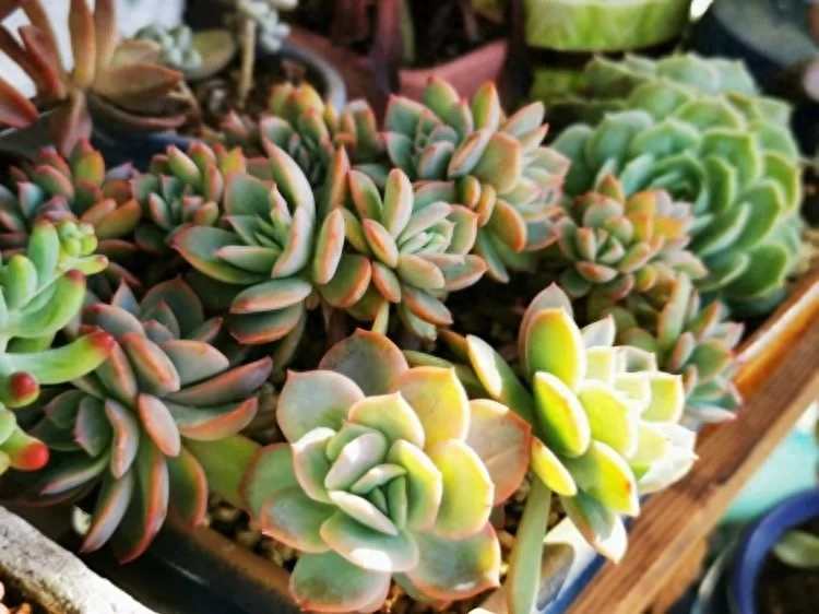 多肉火祭的繁殖方法 一入肉坑深似海，又見美肉歸來時