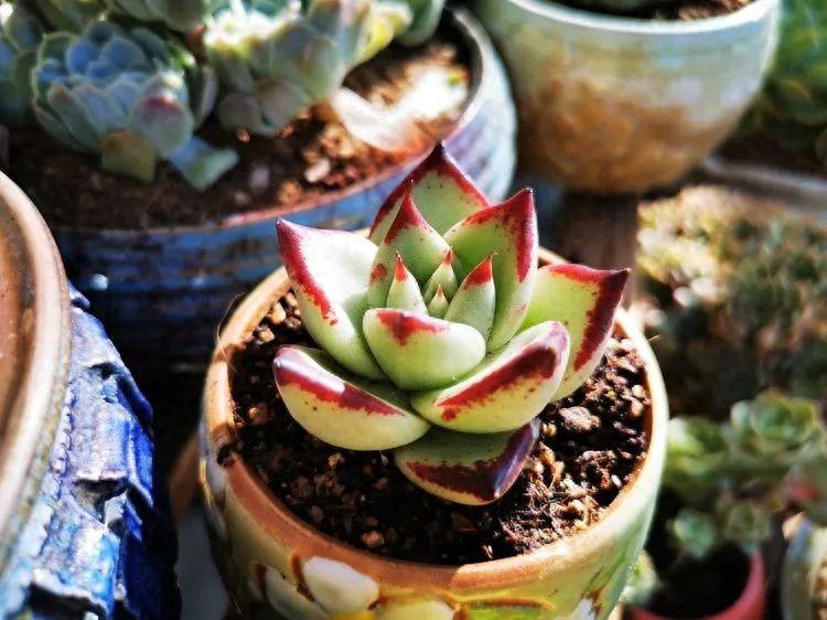 怎樣養多肉火祭_多肉植物火祭怎么繁殖_多肉火祭的繁殖方法