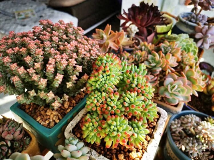 多肉植物火祭怎么繁殖_怎樣養多肉火祭_多肉火祭的繁殖方法