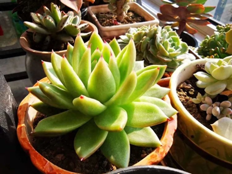 多肉植物火祭怎么繁殖_怎樣養多肉火祭_多肉火祭的繁殖方法