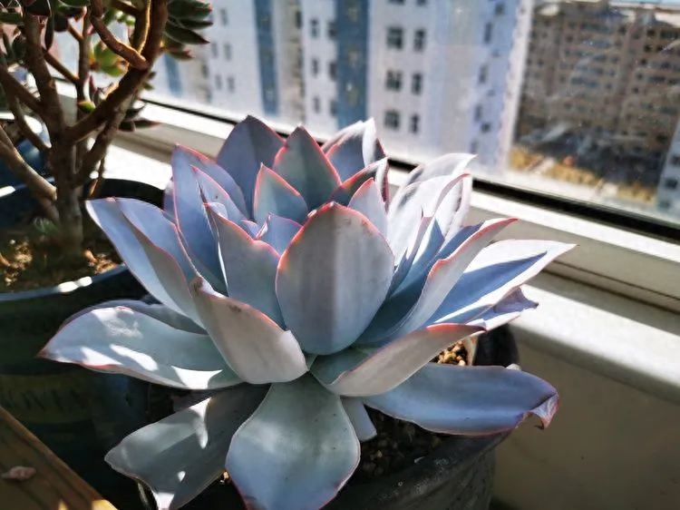 多肉植物火祭怎么繁殖_怎樣養多肉火祭_多肉火祭的繁殖方法