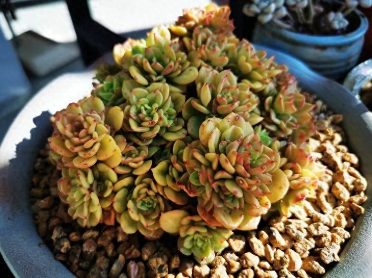 怎樣養多肉火祭_多肉火祭的繁殖方法_多肉植物火祭怎么繁殖