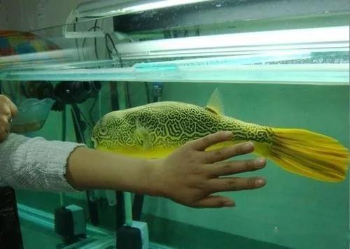 12種寵物狗頭魚，養熟了和狗狗一樣萌萌噠…