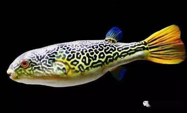 藍(lán)色的小型魚_觀賞小型藍(lán)色魚類_藍(lán)色的小型觀賞魚