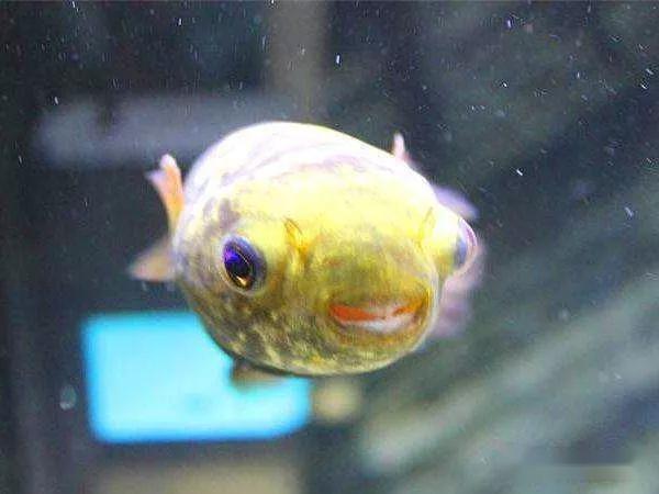 藍(lán)色的小型觀賞魚_觀賞小型藍(lán)色魚類_藍(lán)色的小型魚