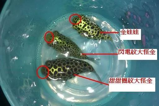 觀賞小型藍(lán)色魚類_藍(lán)色的小型魚_藍(lán)色的小型觀賞魚