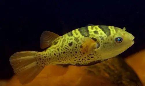 藍(lán)色的小型魚_觀賞小型藍(lán)色魚類_藍(lán)色的小型觀賞魚