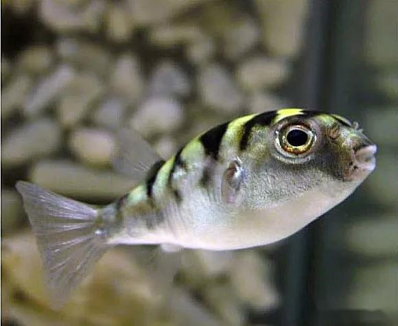 藍(lán)色的小型觀賞魚_觀賞小型藍(lán)色魚類_藍(lán)色的小型魚