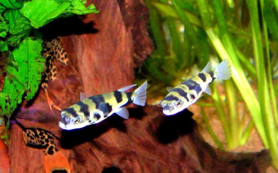 觀賞小型藍(lán)色魚類_藍(lán)色的小型觀賞魚_藍(lán)色的小型魚