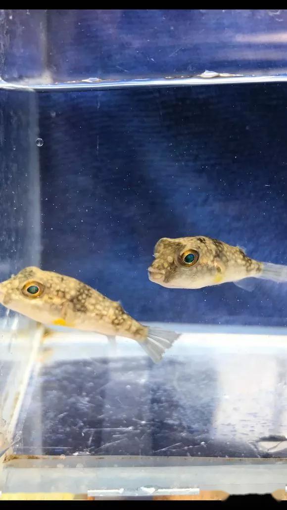 藍(lán)色的小型魚_觀賞小型藍(lán)色魚類_藍(lán)色的小型觀賞魚