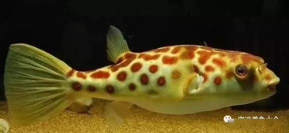 藍(lán)色的小型魚_藍(lán)色的小型觀賞魚_觀賞小型藍(lán)色魚類