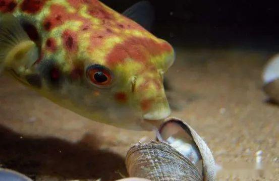 藍(lán)色的小型觀賞魚_觀賞小型藍(lán)色魚類_藍(lán)色的小型魚