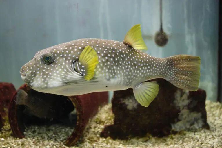 藍(lán)色的小型觀賞魚_藍(lán)色的小型魚_觀賞小型藍(lán)色魚類