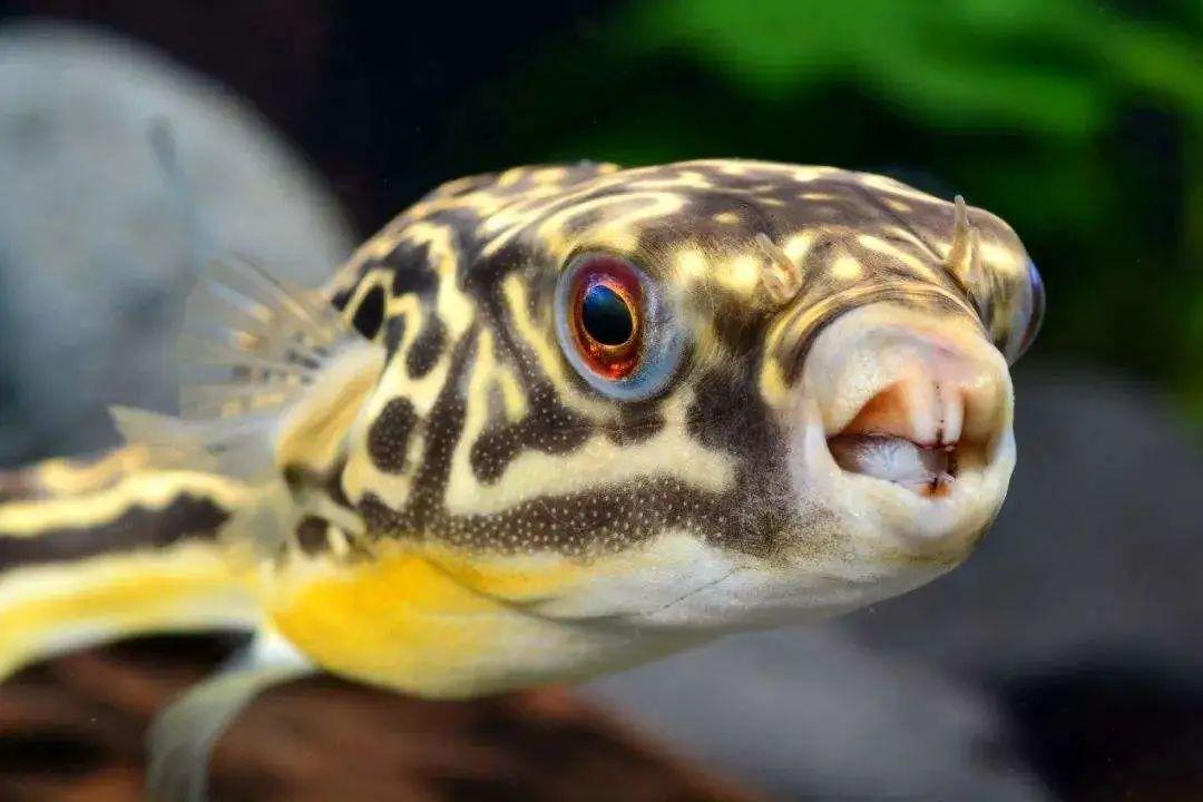 觀賞小型藍(lán)色魚類_藍(lán)色的小型魚_藍(lán)色的小型觀賞魚