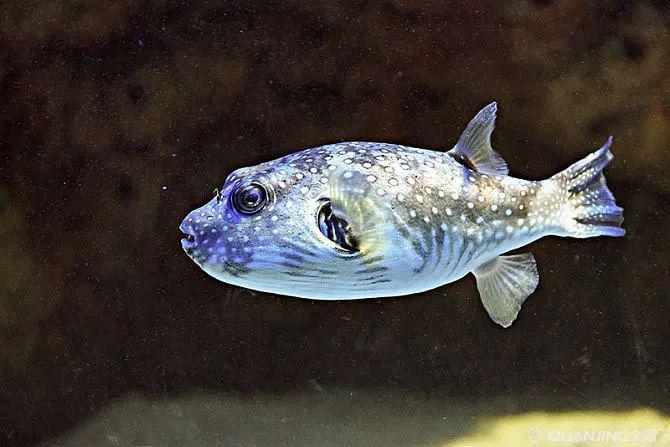 藍(lán)色的小型魚_藍(lán)色的小型觀賞魚_觀賞小型藍(lán)色魚類