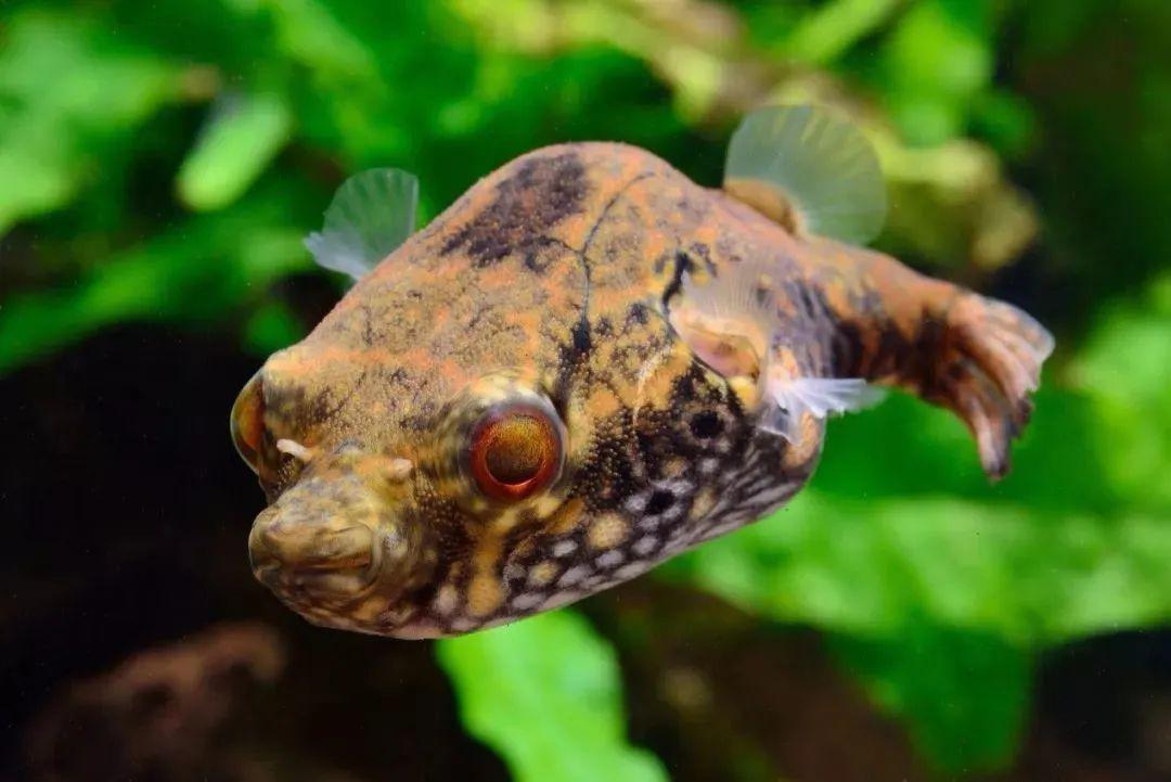 觀賞小型藍(lán)色魚類_藍(lán)色的小型魚_藍(lán)色的小型觀賞魚