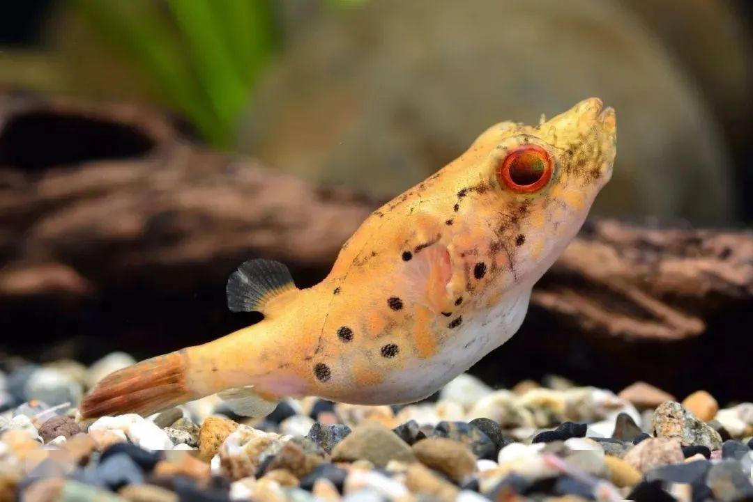 藍(lán)色的小型觀賞魚_藍(lán)色的小型魚_觀賞小型藍(lán)色魚類