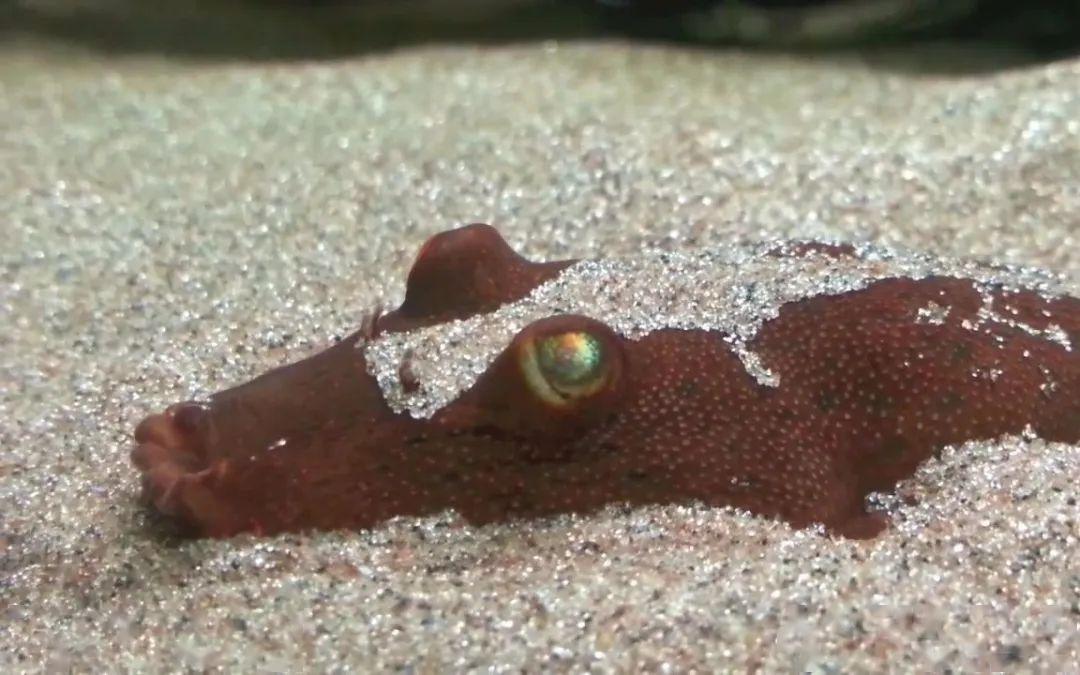 藍(lán)色的小型觀賞魚_藍(lán)色的小型魚_觀賞小型藍(lán)色魚類