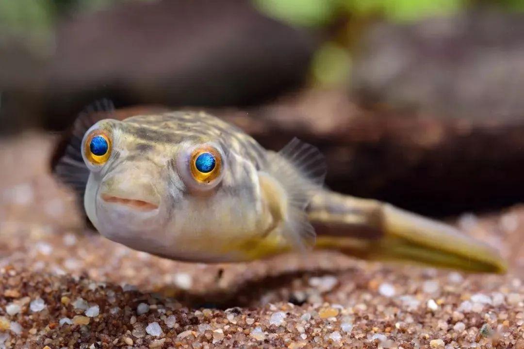 觀賞小型藍(lán)色魚類_藍(lán)色的小型魚_藍(lán)色的小型觀賞魚