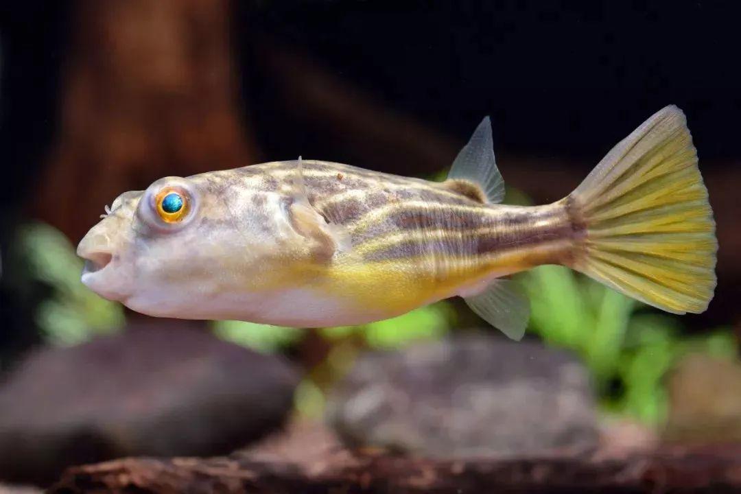 藍(lán)色的小型魚_藍(lán)色的小型觀賞魚_觀賞小型藍(lán)色魚類