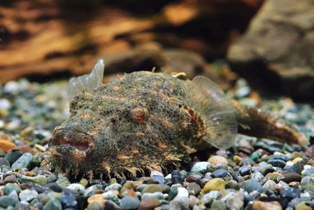 觀賞小型藍(lán)色魚類_藍(lán)色的小型觀賞魚_藍(lán)色的小型魚