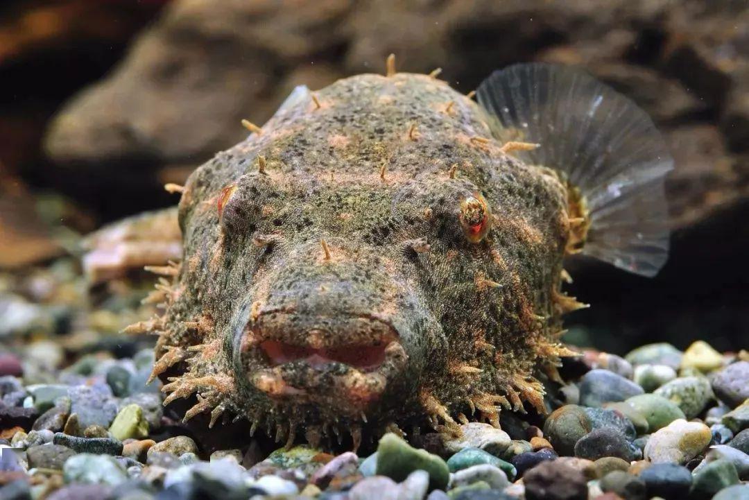 藍(lán)色的小型魚_藍(lán)色的小型觀賞魚_觀賞小型藍(lán)色魚類