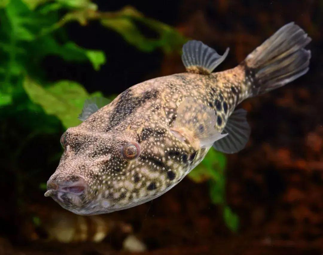 藍(lán)色的小型觀賞魚_觀賞小型藍(lán)色魚類_藍(lán)色的小型魚