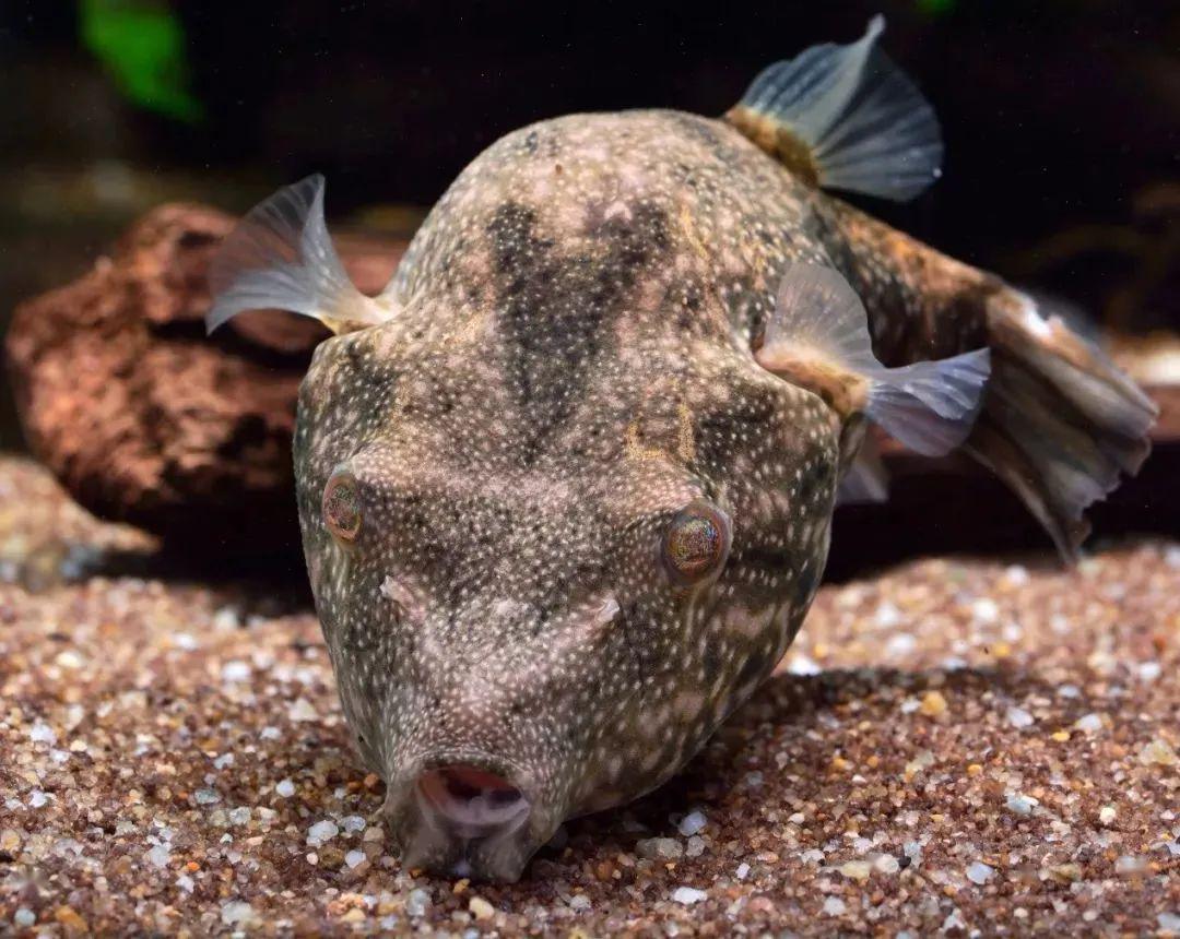 藍(lán)色的小型魚_觀賞小型藍(lán)色魚類_藍(lán)色的小型觀賞魚