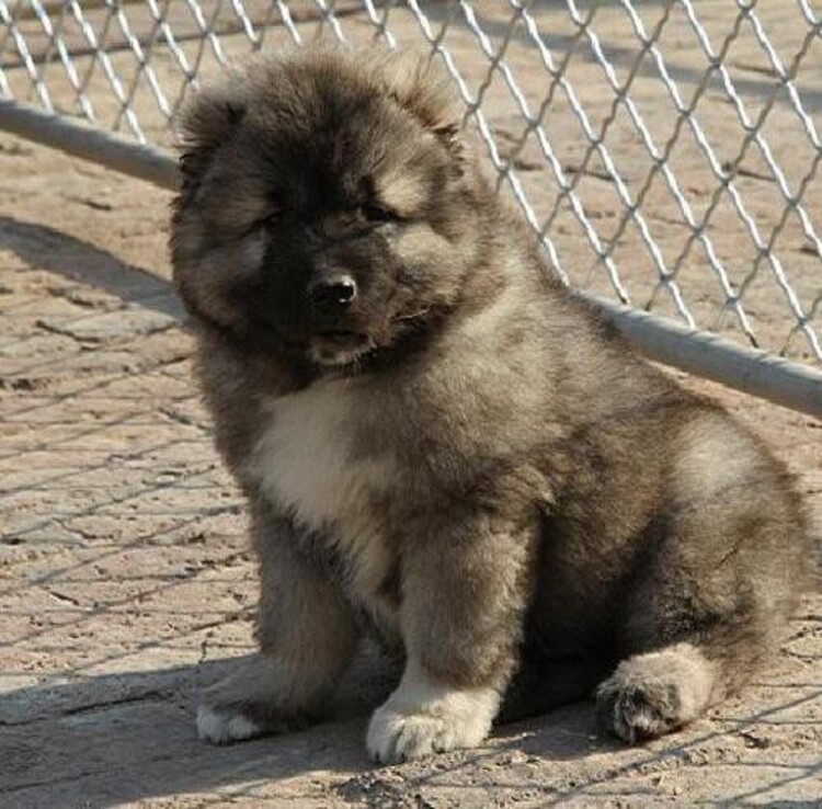 阿拉斯加犬多少錢一只幼崽_阿拉斯加幼犬價錢_幼崽阿拉斯加多少錢