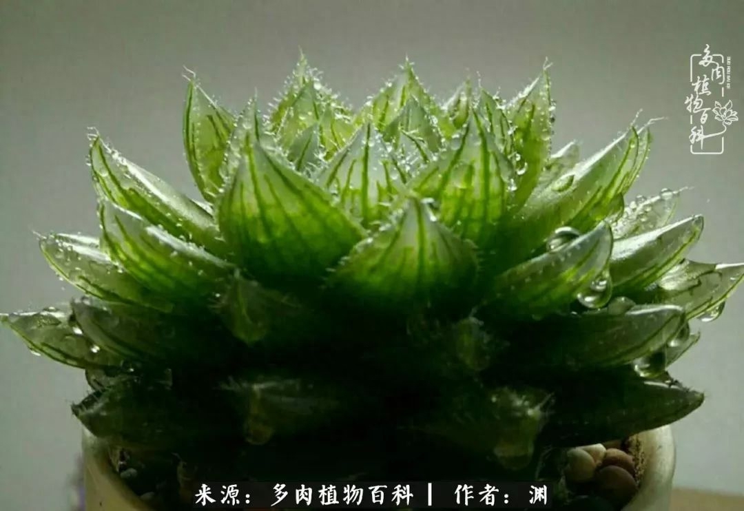 包郵區養多肉4年總結：大普貨搭配拇指盆，好度夏易上色！